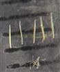 Glochidia